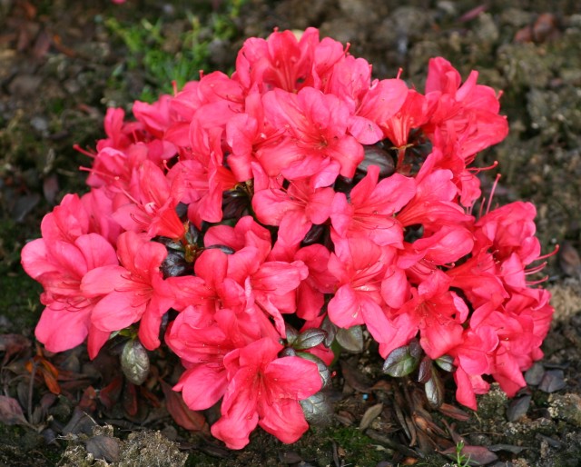 Azalia-Maruschka-1.jpg
