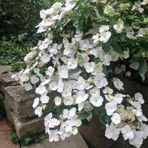 hortensja-Hydrangea-Runaway-Bride-4.jpg