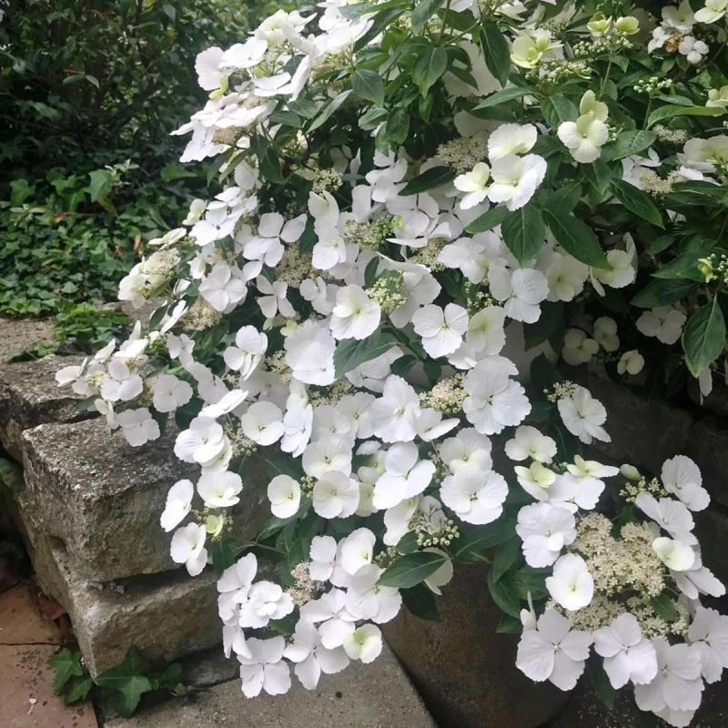 hortensja-Hydrangea-Runaway-Bride-4.jpg