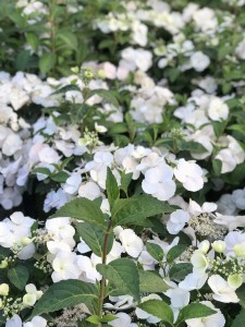 hortensja-Hydrangea-Runaway-Bride-3.jpg