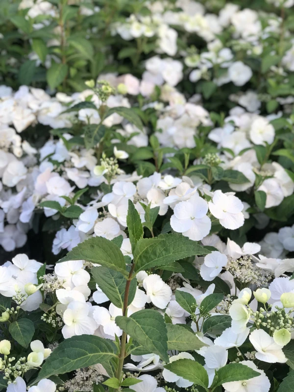 hortensja-Hydrangea-Runaway-Bride-3.jpg