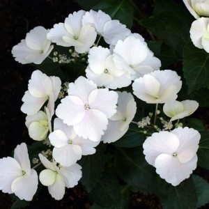 hortensja-Hydrangea-Runaway-Bride-1.jpeg