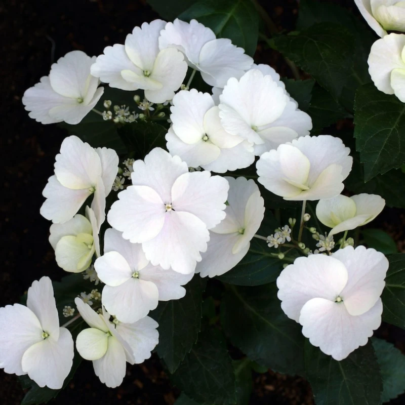 hortensja-Hydrangea-Runaway-Bride-1.jpeg