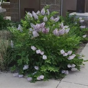 LILAK-syringa-patula-miss-kim-4.jpg