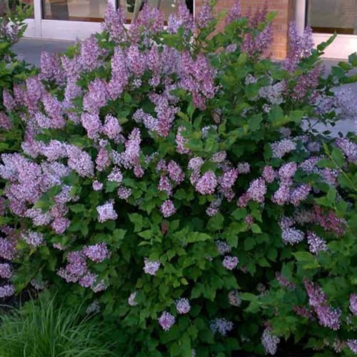 LILAK-syringa-patula-miss-kim-5.jpg