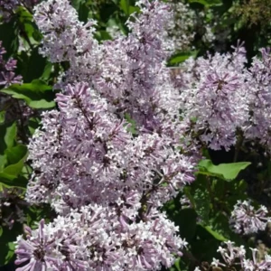 LILAK-syringa-patula-miss-kim-3.JPG
