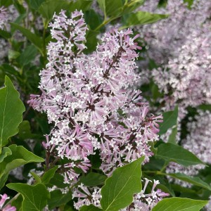 LILAK-syringa-patula-miss-kim-2.jpg