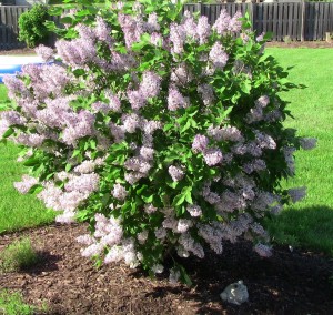 LILAK-syringa-patula-miss-kim-1.jpg
