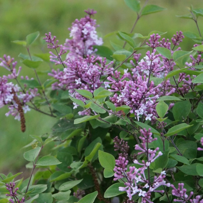 lilak-syringa-microphylla-josee-1.jpg