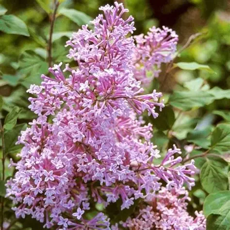 lilak-syringa-microphylla-josee-4.jpg
