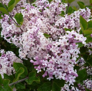 lilak-syringa-microphylla-josee-3.jpg