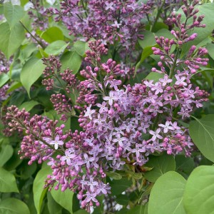 lilak-syringa-microphylla-josee-2.jpg