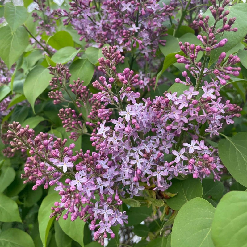 lilak-syringa-microphylla-josee-2.jpg