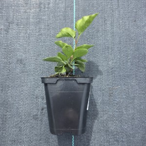 lilak-syringa-microphylla-josee-01.jpg