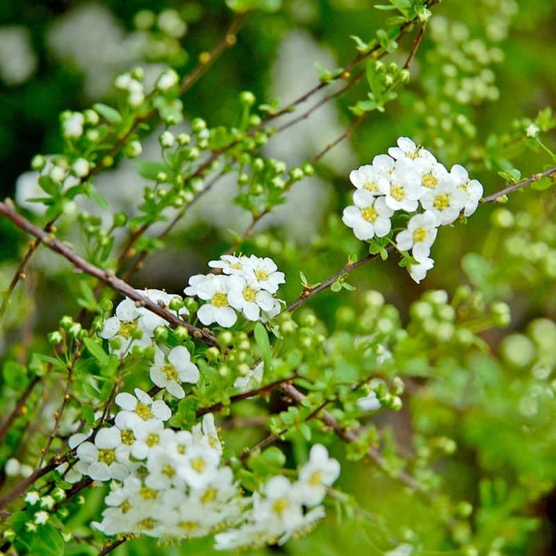 tawuła-wczesna-spiraea-arguta-01.jpg