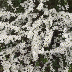 tawuła-wczesna-spiraea-arguta-02.jpg