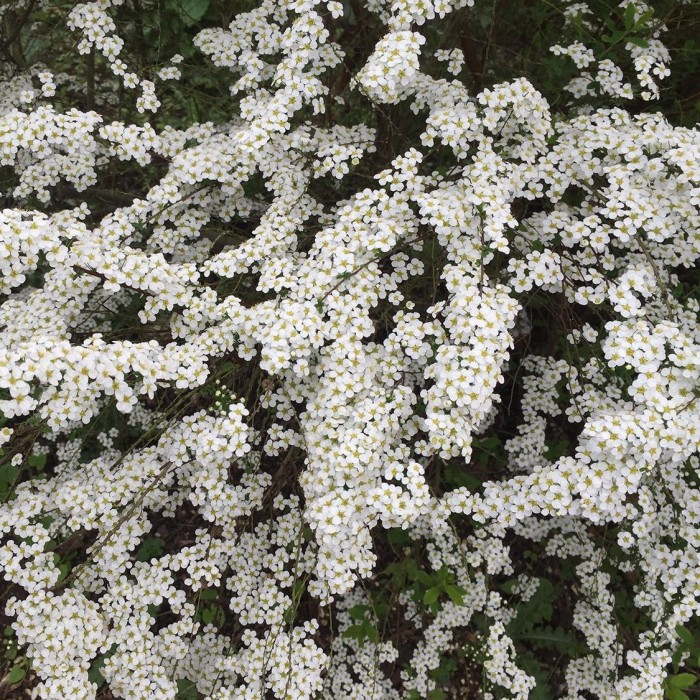 tawuła-wczesna-spiraea-arguta-02.jpg