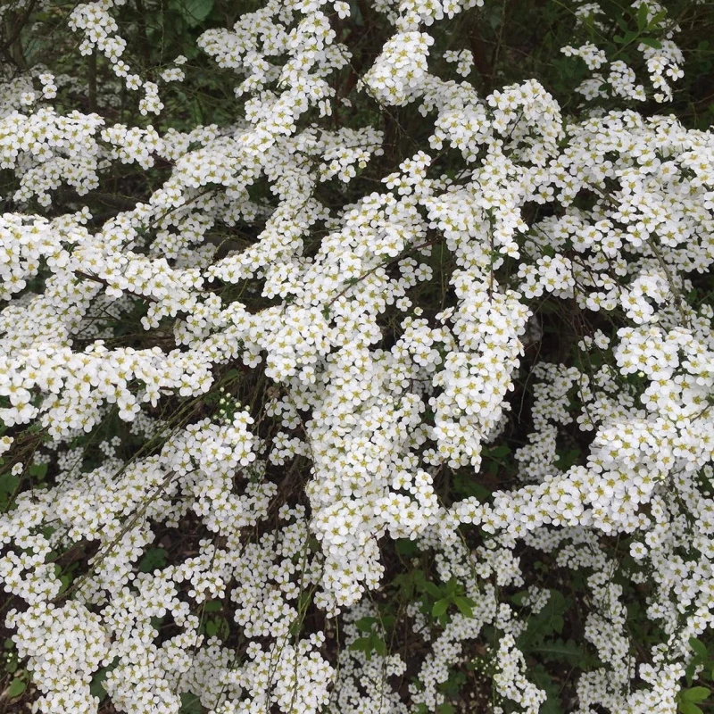 tawuła-wczesna-spiraea-arguta-02.jpg