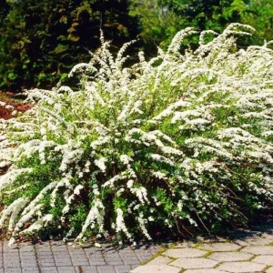 tawuła-wczesna-spiraea-arguta-04.jpg