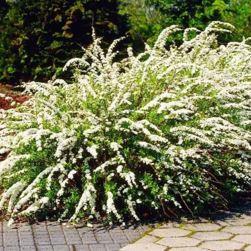 tawuła-wczesna-spiraea-arguta-04.jpg