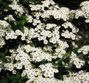 tawuła-wczesna-spiraea-arguta-03.jpg