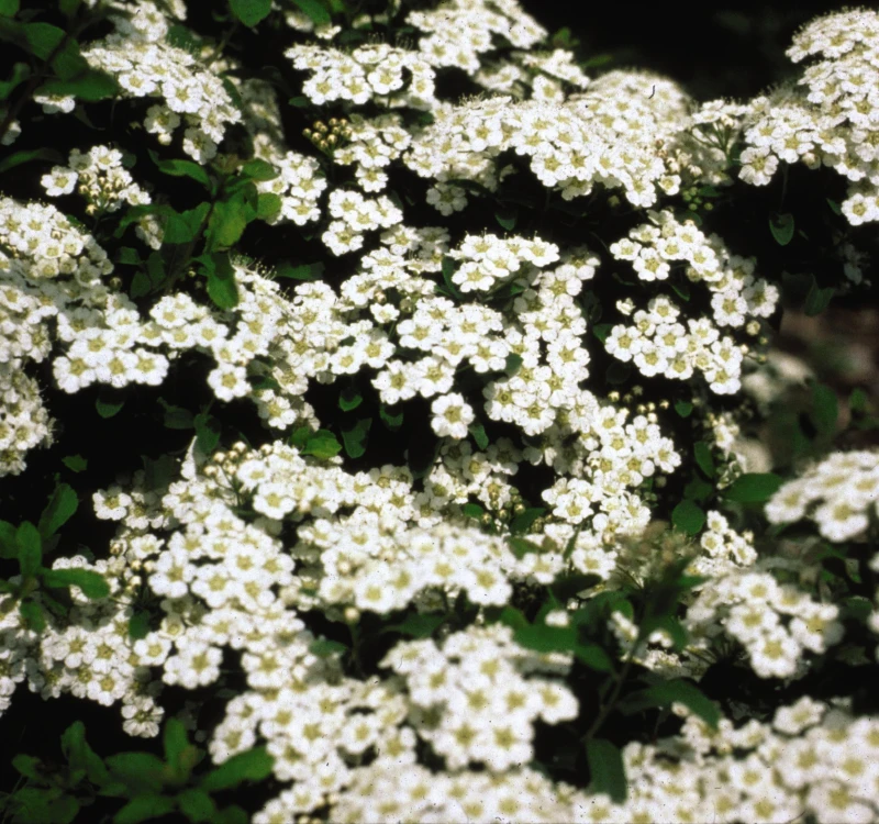 tawuła-wczesna-spiraea-arguta-03.jpg