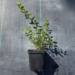 tawuła-wczesna-spiraea-arguta-1.jpg