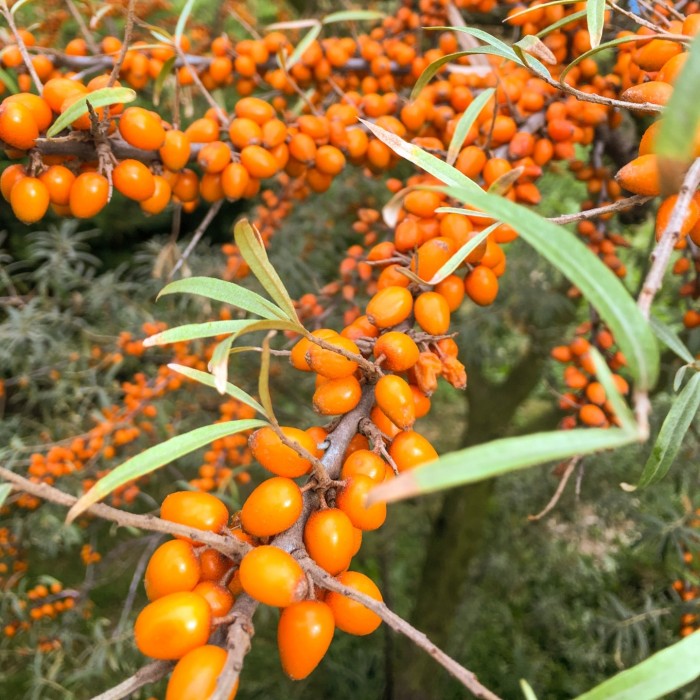 rokitnik-pospoloity-Hippophae-rhamnoides-2.jpg