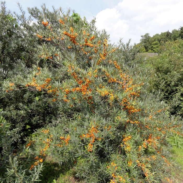 rokitnik-pospoloity-Hippophae-rhamnoides-4.jpg