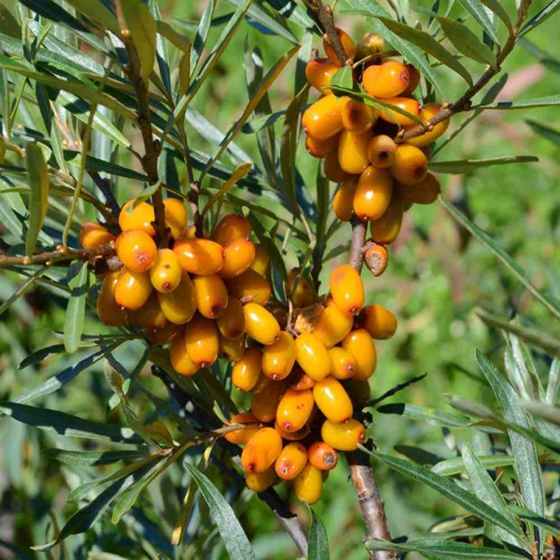 rokitnik-pospoloity-Hippophae-rhamnoides-3.jpg