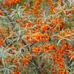 rokitnik-pospoloity-Hippophae-rhamnoides-1.jpg