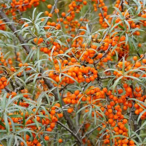 rokitnik-pospoloity-Hippophae-rhamnoides-1.jpg