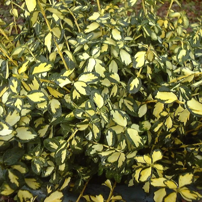 trzmielina-euonymus-fortunei-blondy-1.jpg