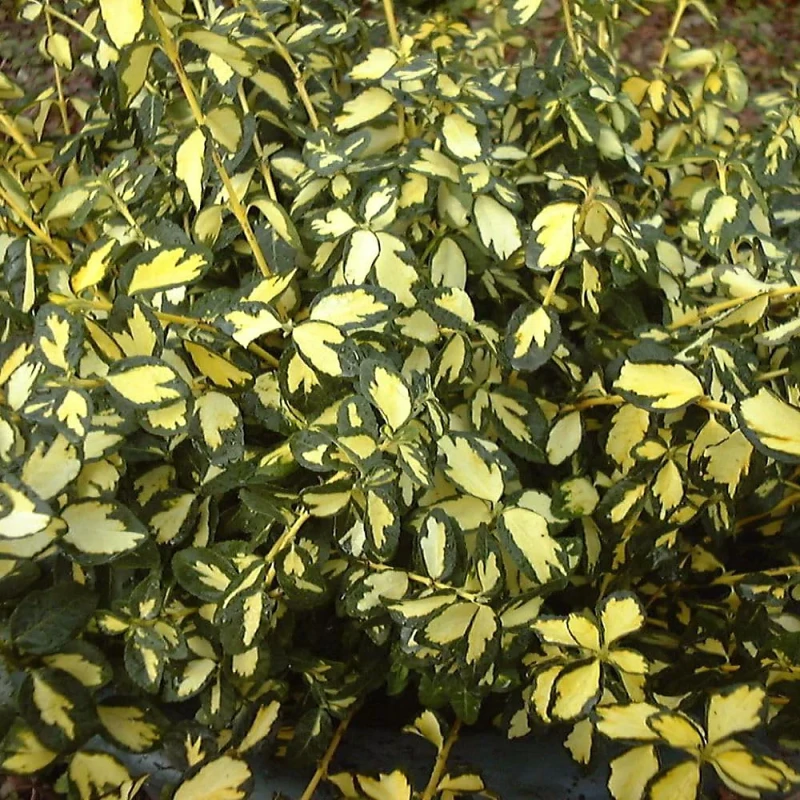 trzmielina-euonymus-fortunei-blondy-1.jpg