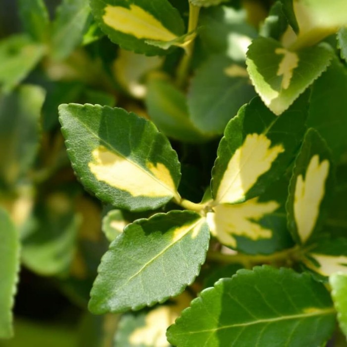 trzmielina-euonymus-fortunei-blondy-2 (1).jpg