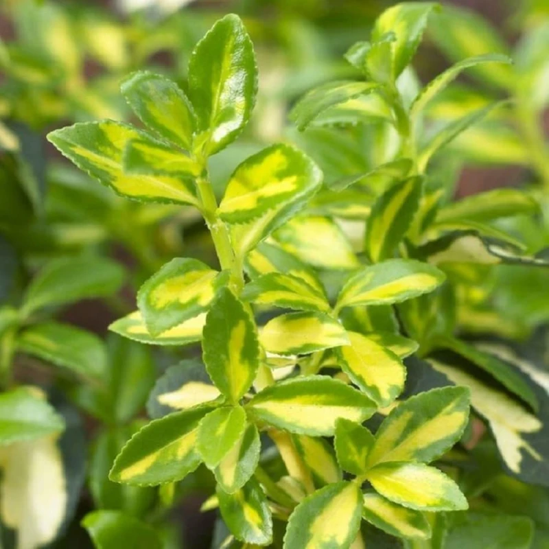 trzmielina-euonymus-fortunei-blondy-3 (1).jpg