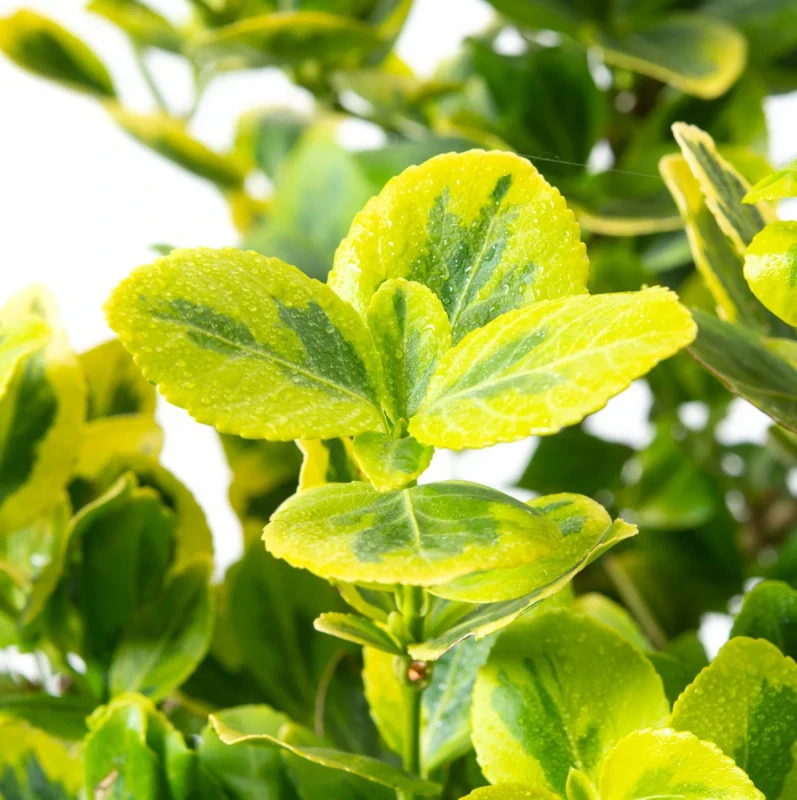 trzmielina-euonymus-fortunei-blondy-4.jpg