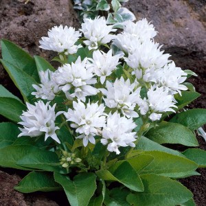 Dzwonek-skupiony-Alba-3.jpg