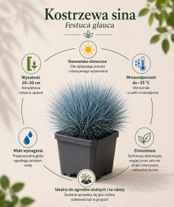 Kostrzewa-Sina-infografika.JPG