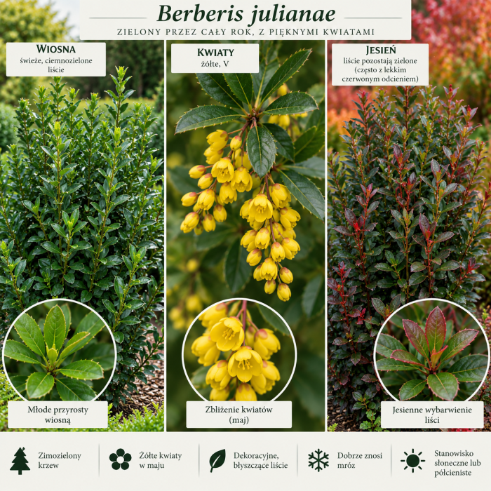 Berberis julianae infografika berberys Juliany zimozielony krzew opis i uprawa