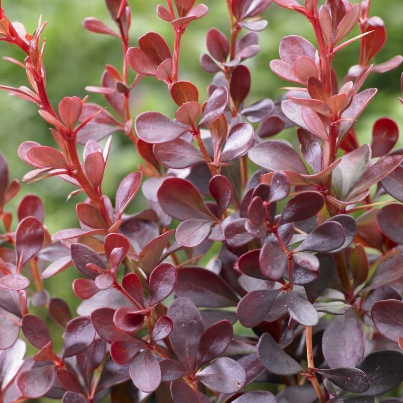 Berberys Thunberga Dart's Red Lady ciemnopurpurowe liście i czerwone pędy