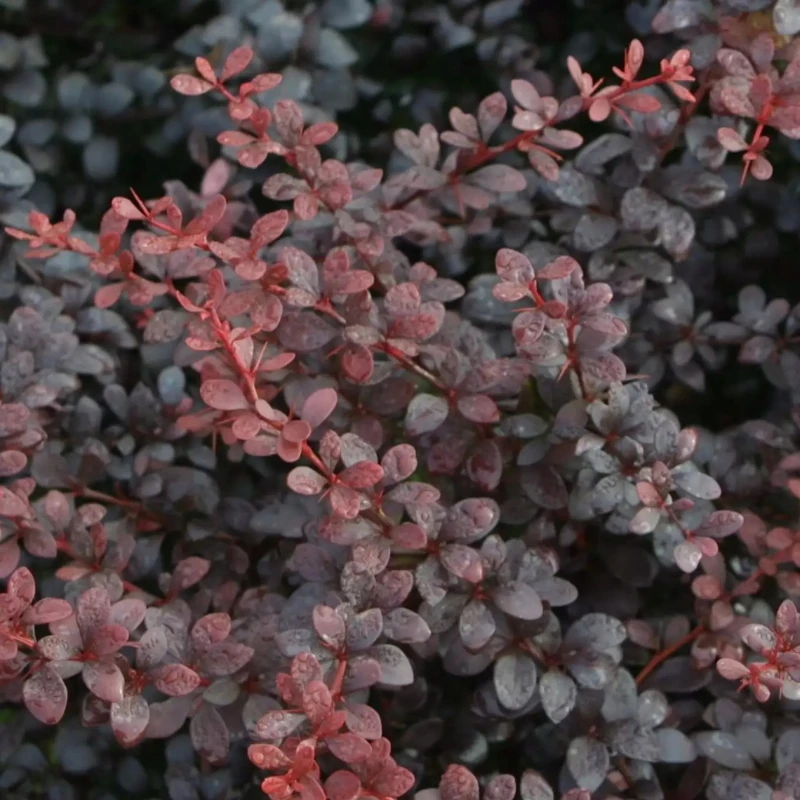 Berberys purpurowy Dart's Red Lady zwarty krzew drobne ciemnoczerwone liście
