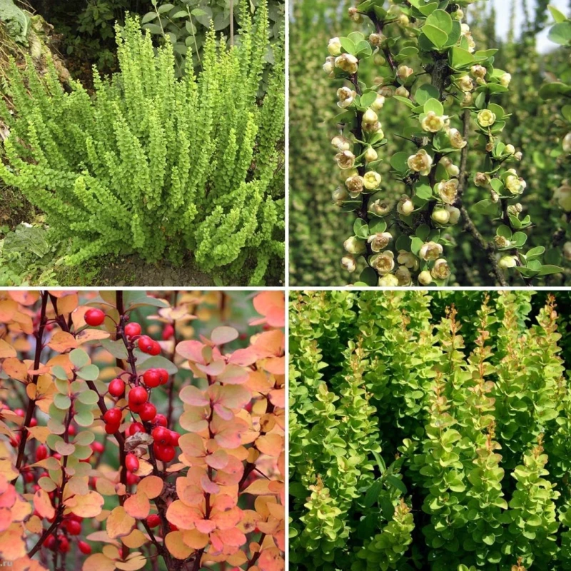 Berberis thunbergii Erecta pory roku kwitnienie owoce i jesienne przebarwienie