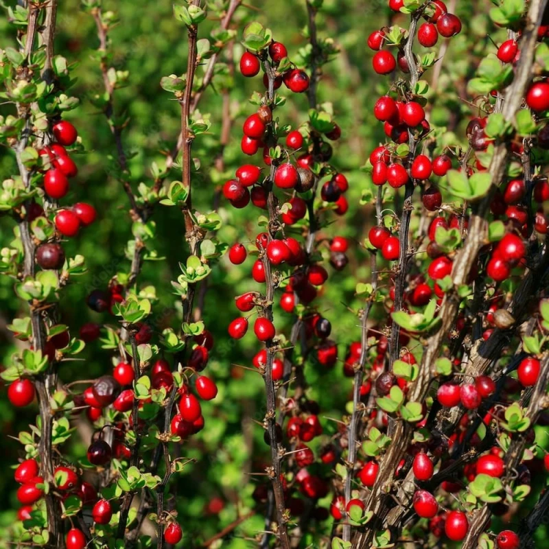 Berberys Thunberga Erecta czerwone owoce jagody na ciernistych pędach jesienią