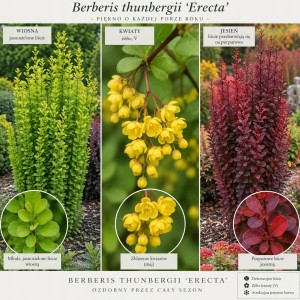 Berberys Thunberga Erecta infografika wymagania stanowisko kolumnowy pokrój sadzonka