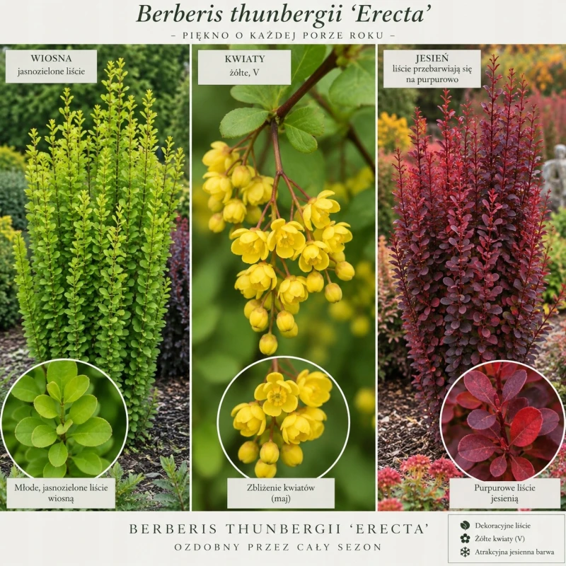 Berberys Thunberga Erecta infografika wymagania stanowisko kolumnowy pokrój sadzonka