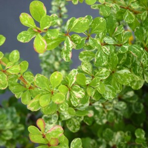 Berberys Thunberga Kelleris zielono-białe pstre liście zbliżenie sadzonka