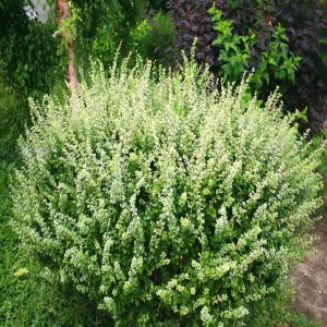 Berberys Thunberga Kelleris dorosły zwarty krzew ozdobny w ogrodzie