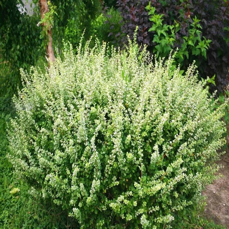 Berberys Thunberga Kelleris dorosły zwarty krzew ozdobny w ogrodzie