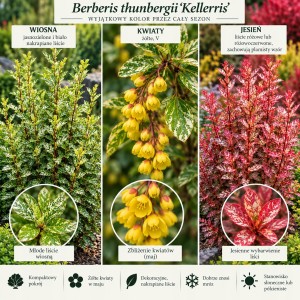 Berberis thunbergii Kelleris opis odmiany wymagania uprawowe i kwitnienie infografika